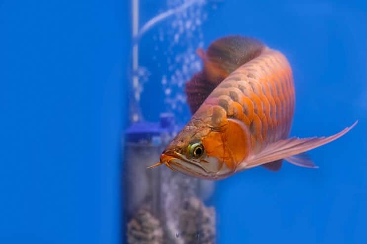 Rød Arowana udseende