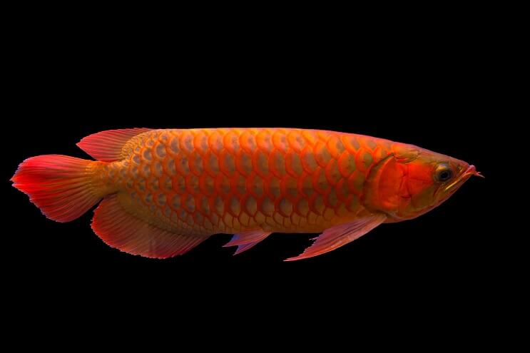 Red Arowana Oversigt