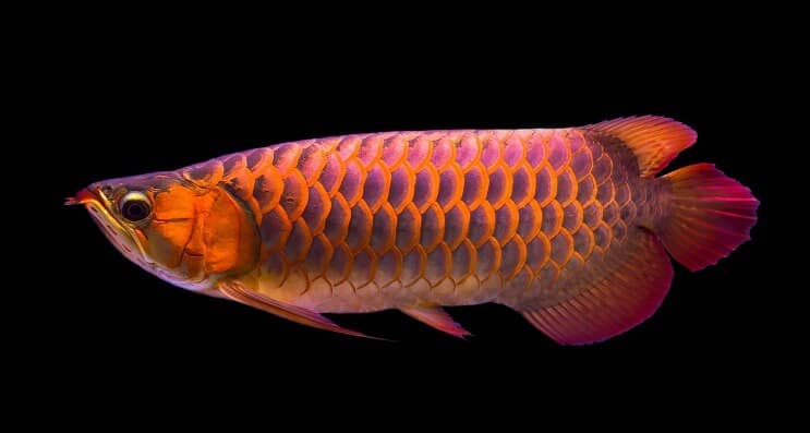 Rød Arowana diæt