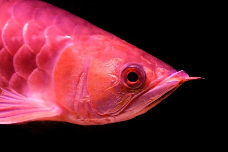 Rød Arowana Care