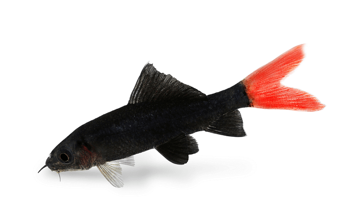 Red Tail Shark