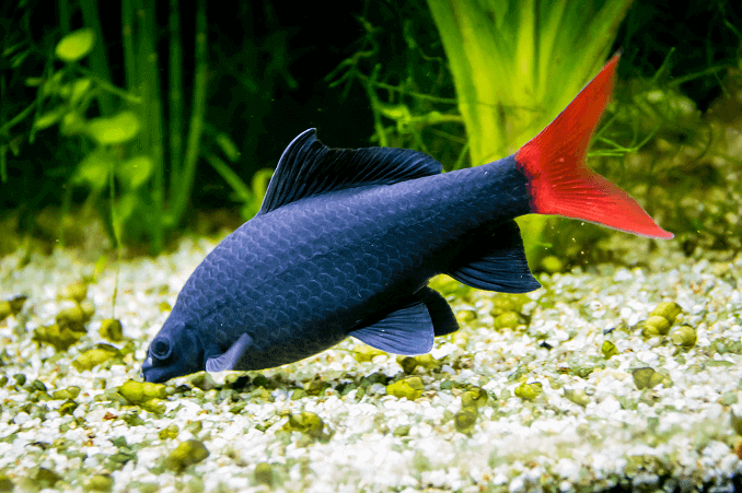 Kvinde Red Tail Shark