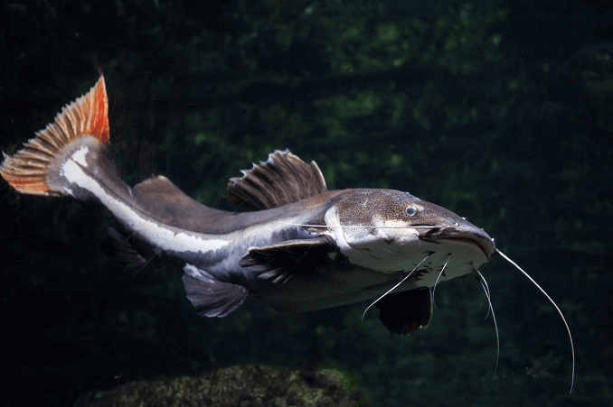 Om Redtail Catfish