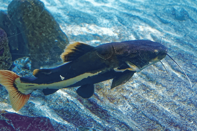 Redtail Havkat Udseende