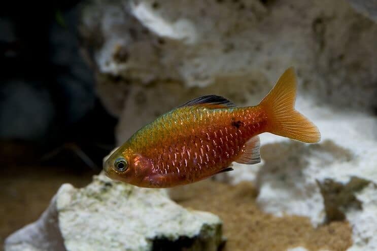 Rosy Barb Oversigt