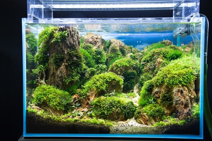 Sådan oprettes en akvarium