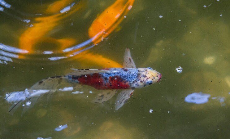 Shubunkin guldfisk i en dam