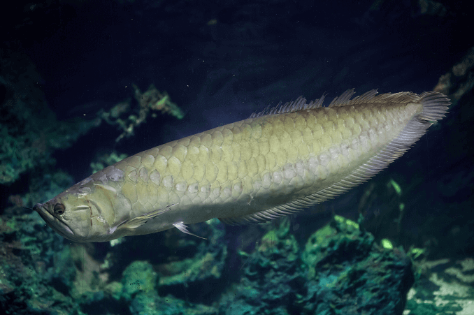 Sølv Arowana udseende