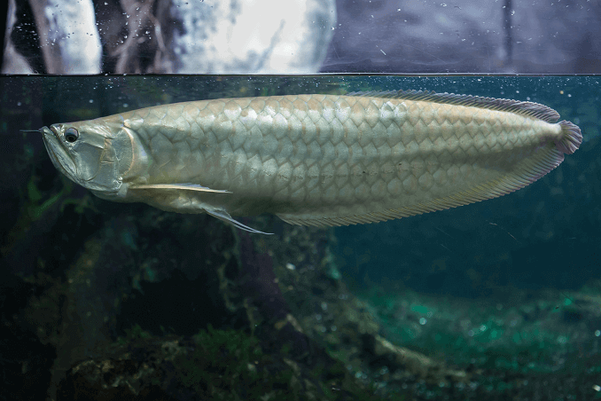Sølv Arowana i tank