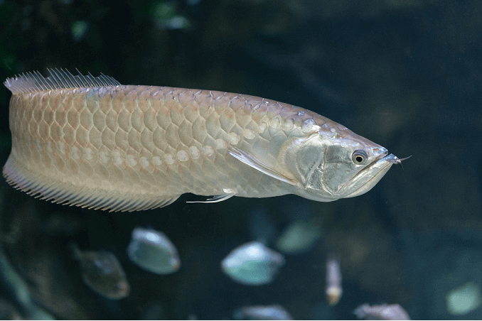 Sølv Arowana svømning