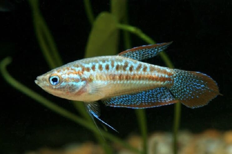 Mousserende gourami