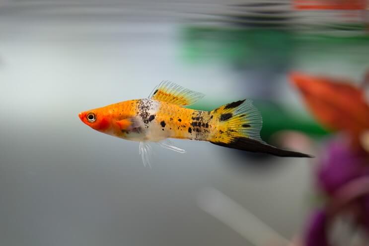 Swordtail Oversigt