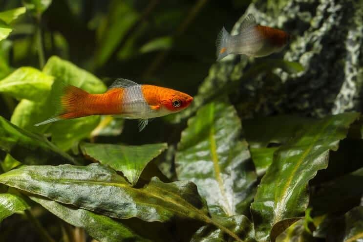 Swordtail Diet