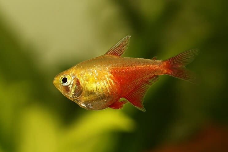 Flamme Tetra