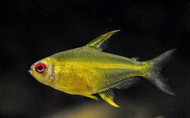 Citron Tetra