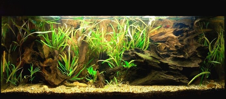 Clown Loach Tank Betingelser
