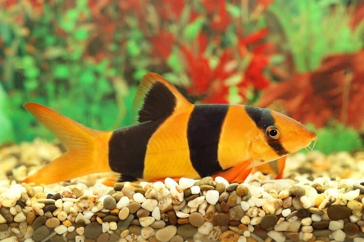 Clown Loach Oversigt