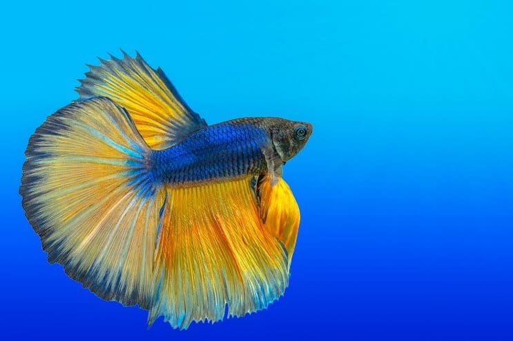 Sådan plejer du Bettas