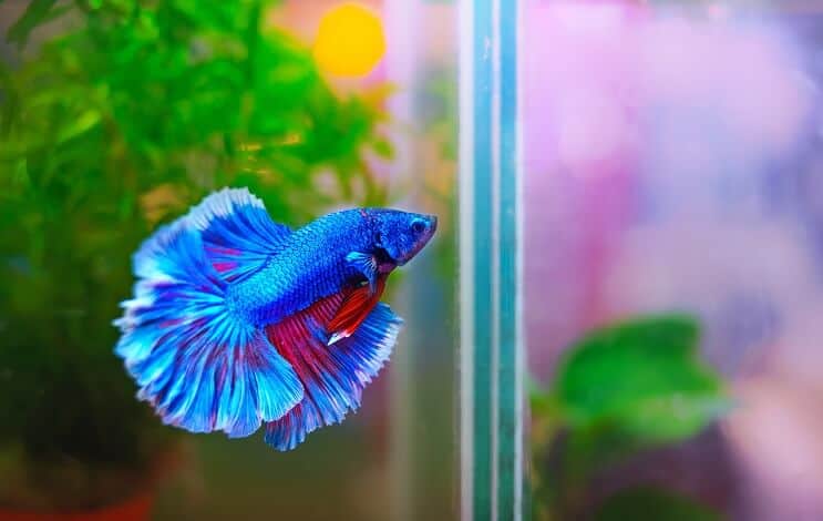 Opsæt Betta Tank