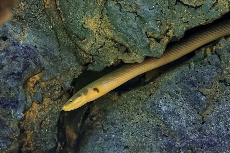 Reb fisk