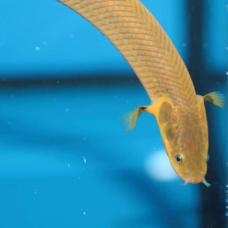 Rope Fish Svømning