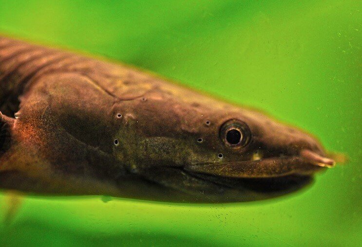 Reed Fish tæt op