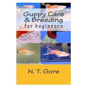 Begyndervejledning til pleje af guppies