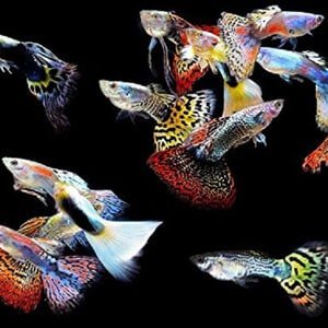 5 mandlige guppies til tropiske tanke