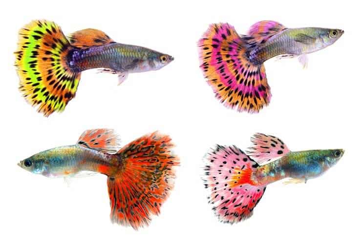 Forskellige farver guppies