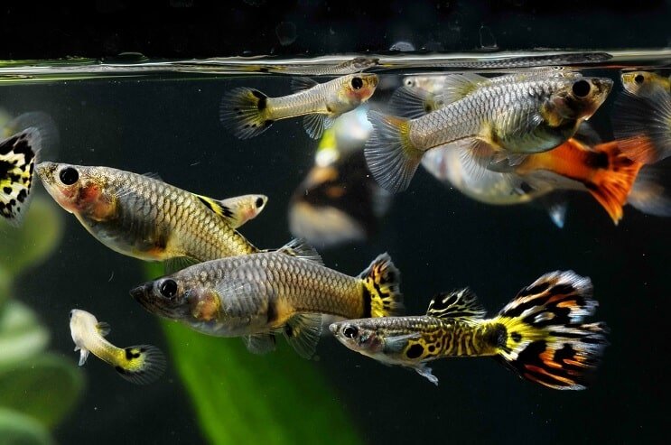 Sådan sex guppies