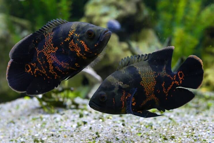 Par Oscar Fish