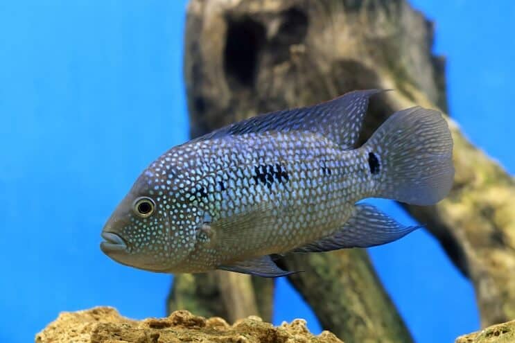 Texas Cichlid Oversigt