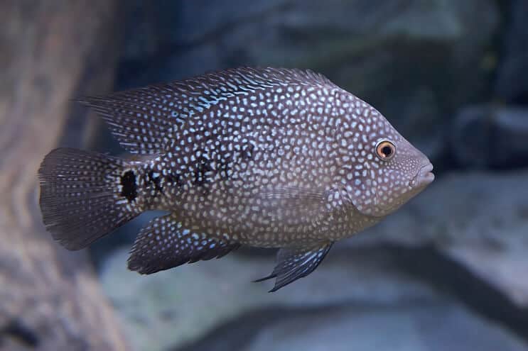 Texas Cichlid-udseende