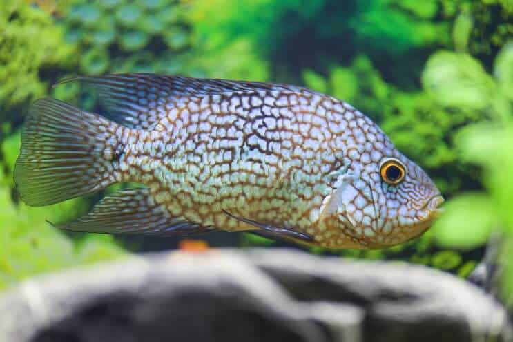 Texas Cichlid-diæt