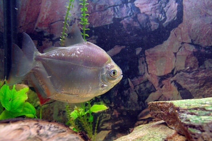 Sølv dollar fisk udseende