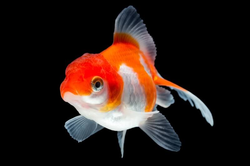 Fantail guldfisk