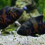 10 smukke typer Oscar Fish Banner