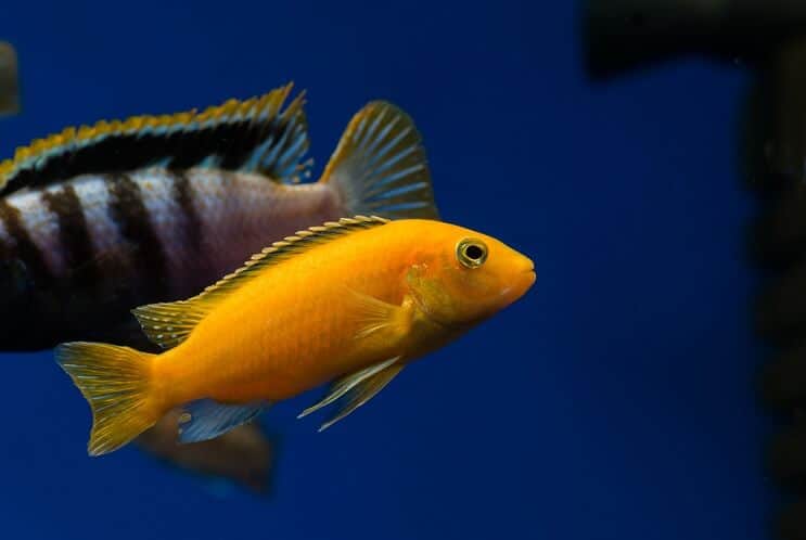 Gul afrikansk cichlid