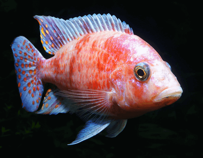 Påfuglcichlid
