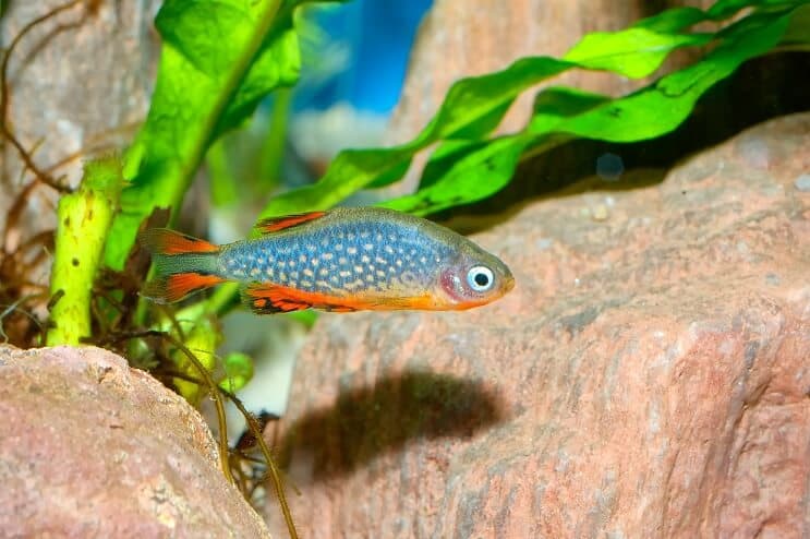 Celestial Pearl Danio Udseende