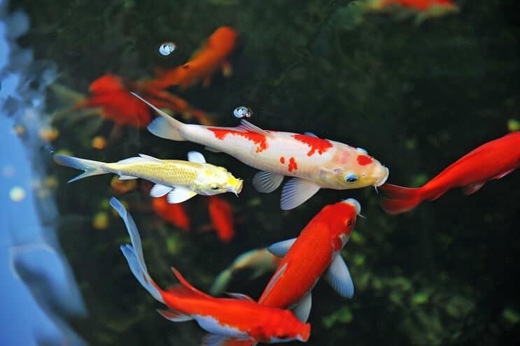 Koi fiskepleje