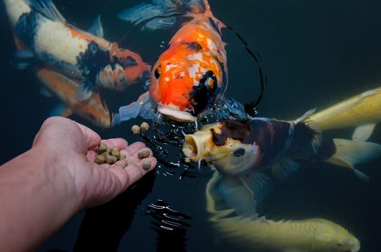 Koi fisk diæt