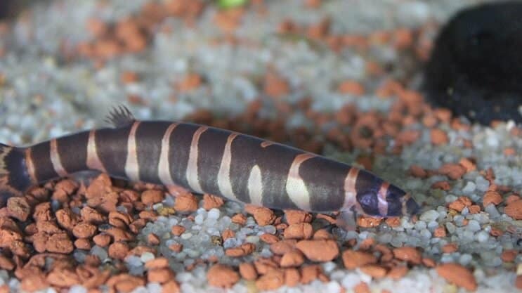Kuhli Loach Udseende