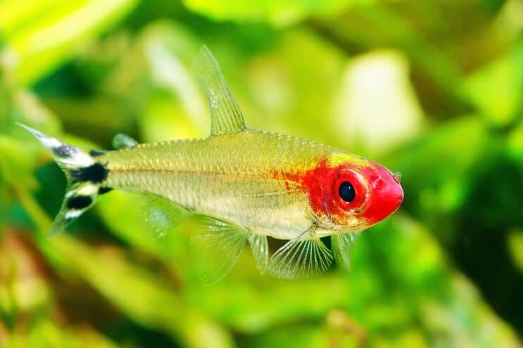 Rummy næse Tetra