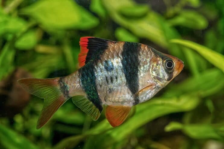 Tiger Barb Udseende