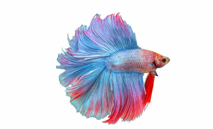 Dobbelt hale Betta