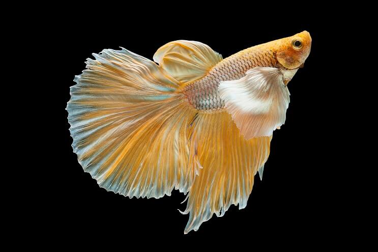 Elefantør Betta