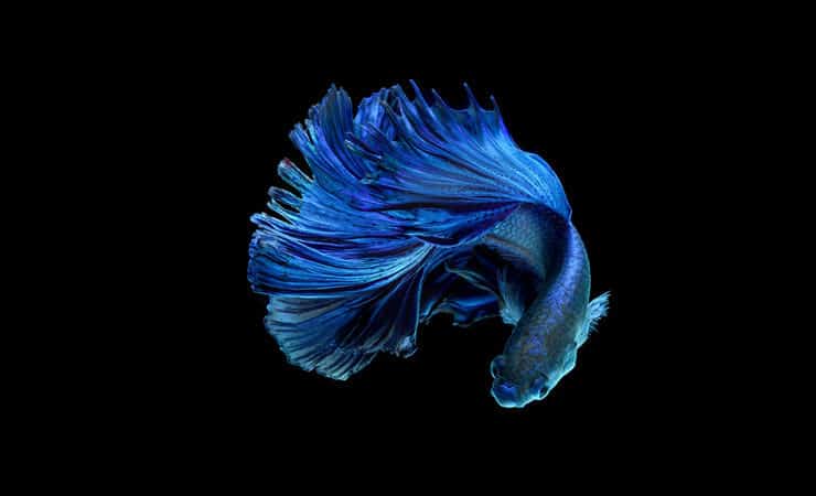 Blå Betta-fisk