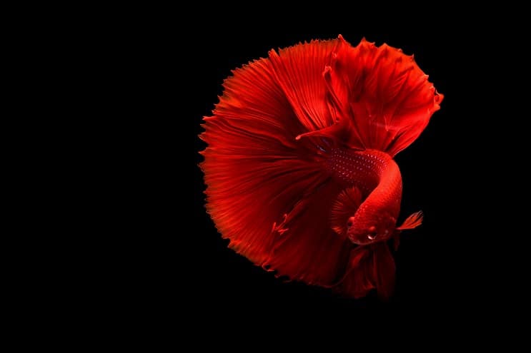 Rød Betta Fish