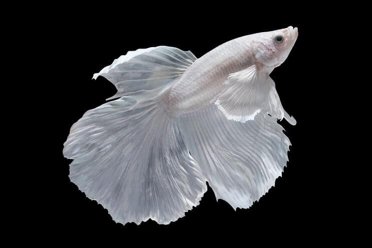 Hvid Betta